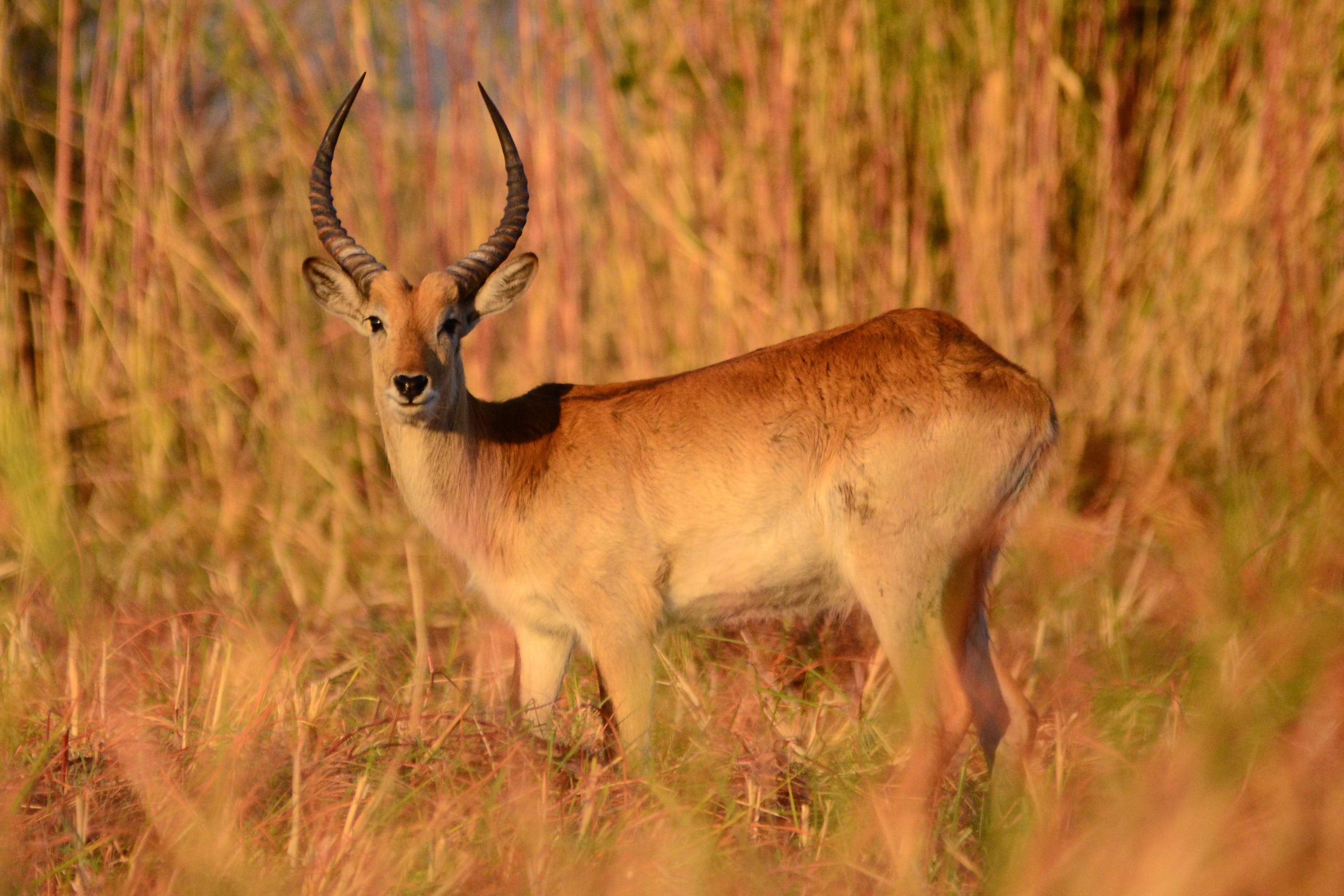 Picture of a gazzelle in tall grass.