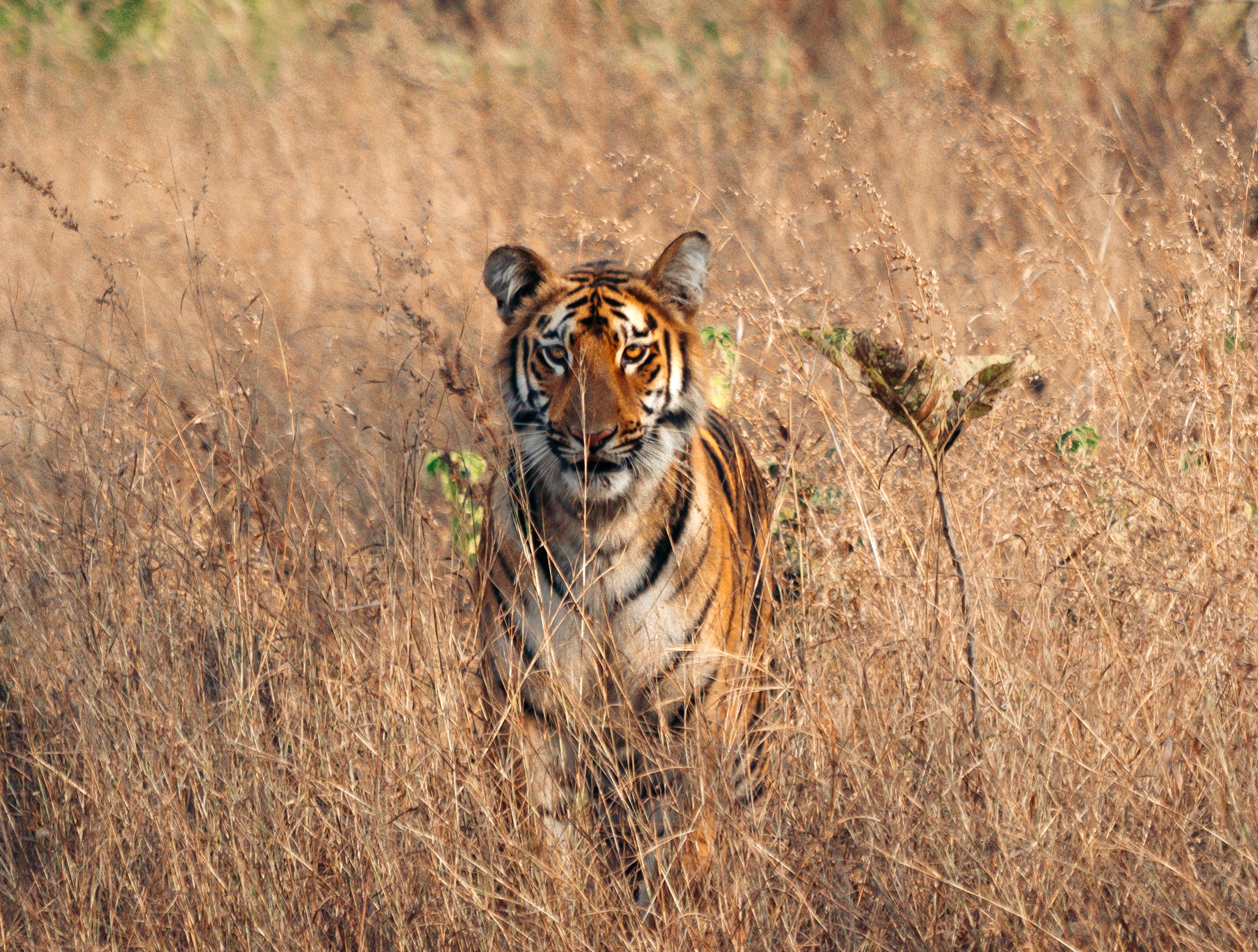 Picture of a tiger in tall grass.